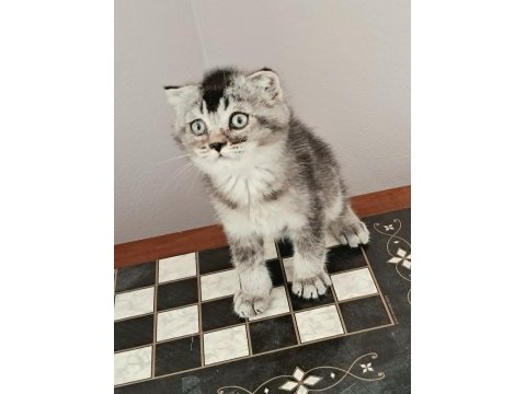 Scottish fold black tabby