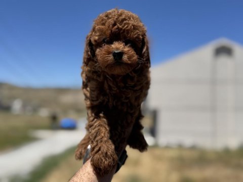 Petmode köpek çiftliğinden toy poodle yavrularımız