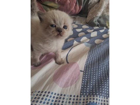 Scottish fold ve scottish straigt yavrularım