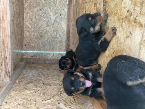Şecereli babadan rezerveye açık rottweiler yavrular
