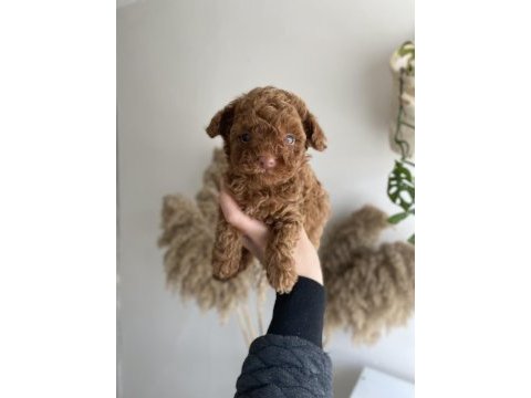 Korekan toy poodle erkek yavrumuz