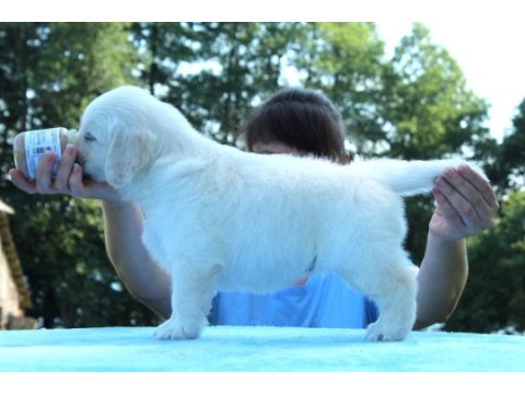 Golden retriever adrese teslim kapıda ödeme yapabilirsiniz