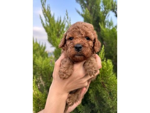 Red brown toy poodle