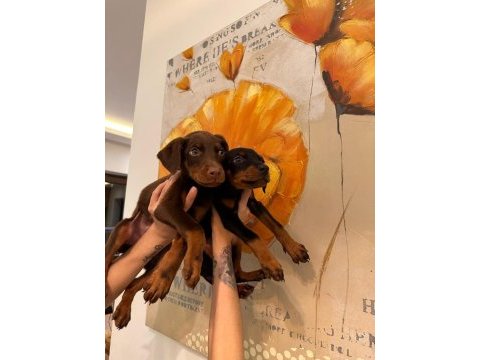 Doberman yavruları