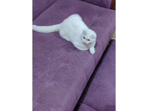 Scottish fold kedisi