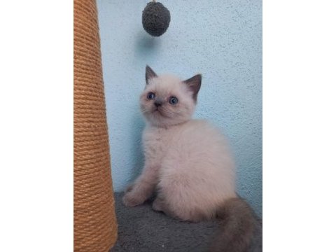 British shorthair kardeşler