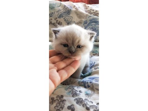 Blu point yavrum rezerveye açık scottish fold