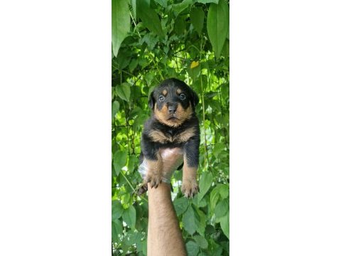 Big rottweiler yavrular