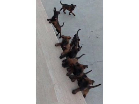 2 aylık erkek belçika kurdu yavrular anne baba üst kalite