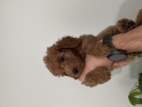 Saf ırk red brown toy poodle yavruları