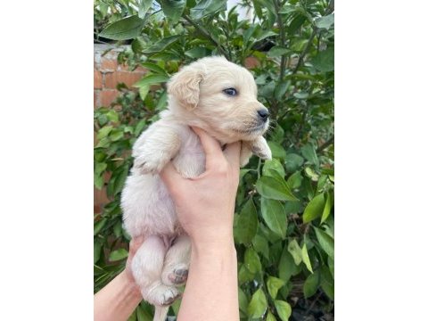 Orjinal golden retriever yavrular