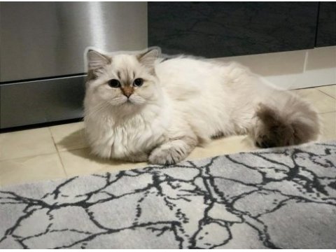 Lynx point british longhair ücretsiz