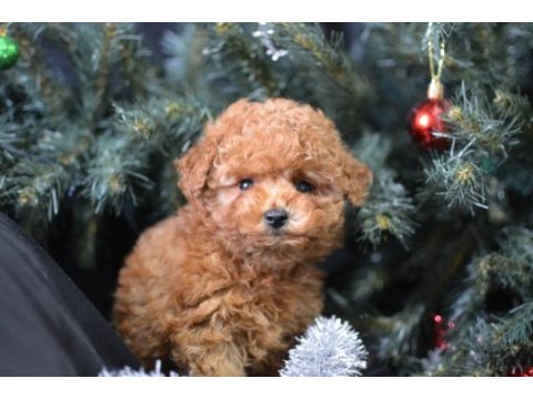 Minik toy poodle kocaman mutluluk