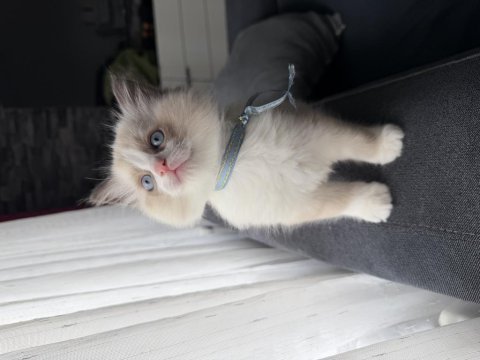 Ragdoll yavru