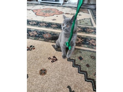 5 aylık dişi british shorthair