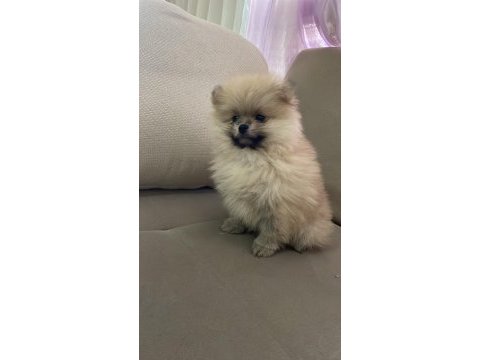 Pomeranian boo 2 aylık