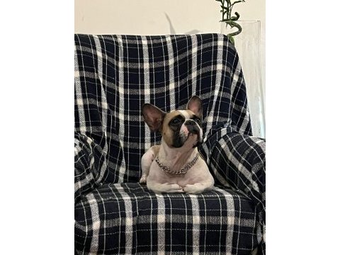Bir insan kadar uysal french bulldog miyamız