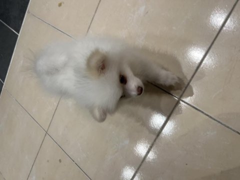 Acil satılık uygun pomeranian boo