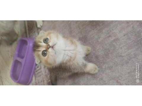 2 erkek 2 dişi 40 günlük bebekler british shorthair