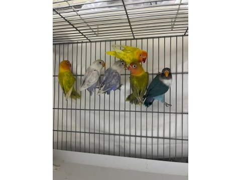Sevda papağanı her renk var fiyatlar çok uygun