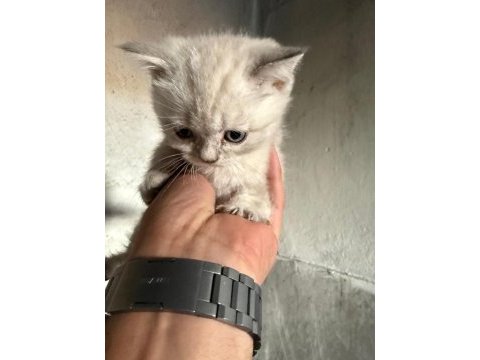 Anne baba saf çok güzel yavrular