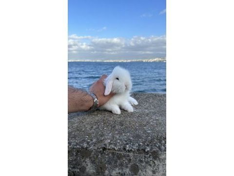 Hollanda lop tavşan yavruları her yere gönderim mevcut