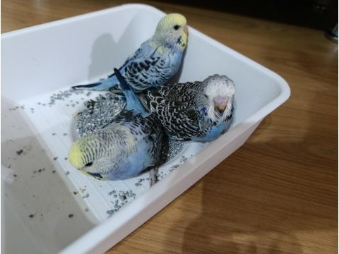 Jumbo muhabbet kuşu yavrular