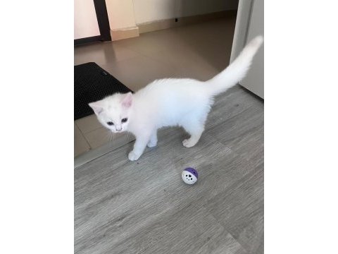 2 aylık british shorthair bebişlere yuva arıyorum