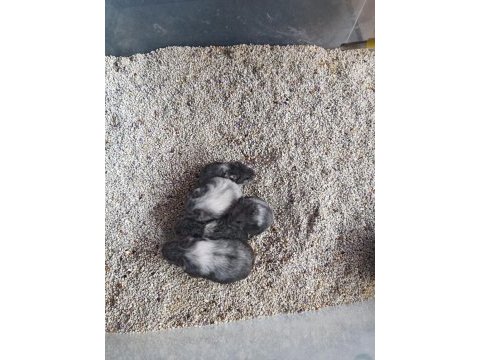 Gonzales hamster yavruları
