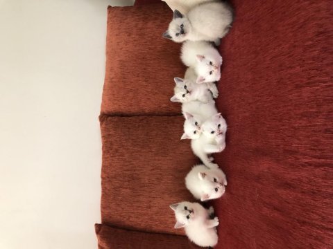 50 günlük scottish straight ve scottish fold yavrular