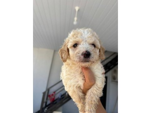 Maltipoo yavrular teacup bebekler