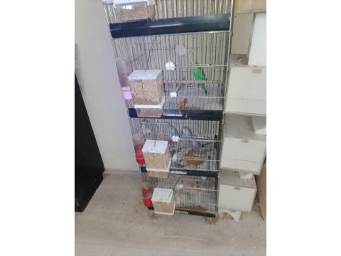 5 takım muhabbet kuşları yumurtalı yavrulu