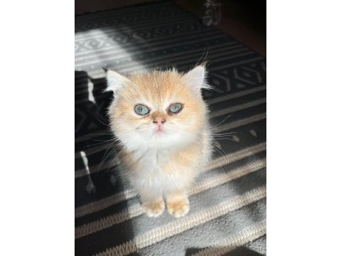 Golden yavrular anne baba şecereli kedimiz