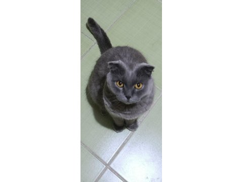 Scottish fold erkek kısır
