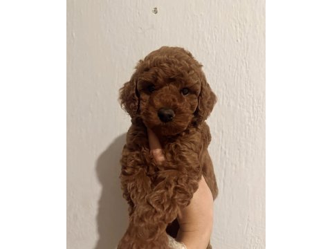 Toy poodle red brown