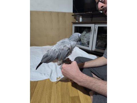 Evcil ve konuşan jako papağanı stres geçirmiştir