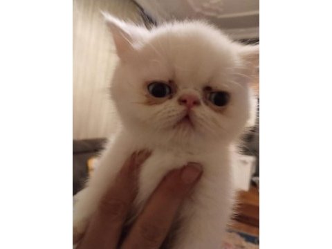 45 günlük mavi ve yeşil gözlü exotic shorthair yavrular