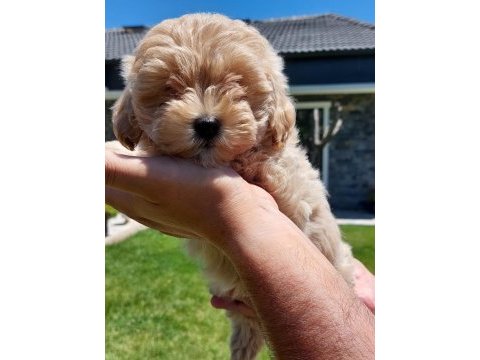 Teddy surat kore kan maltipoo yavrularımız