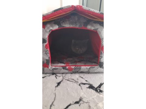 British shorthair kedimiz sahiplendirilecektir