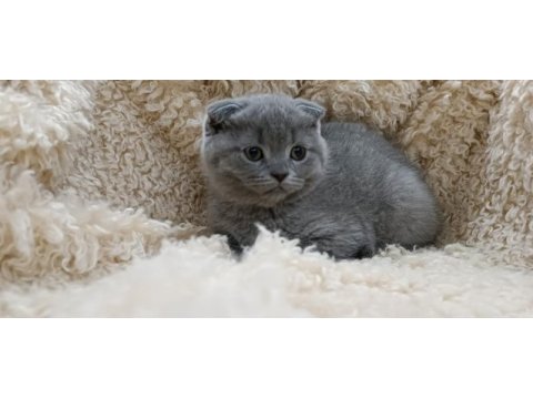 Orjinal scottish fold top kafa erkek yavru