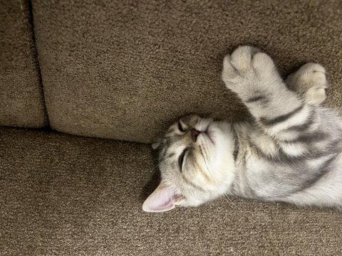 7 aylık british shorthair