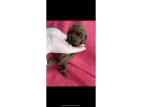 Safkan kore teacup poodle yavrular