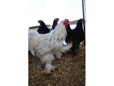 Black modled brahma kuluçkalık yumurta & civciv