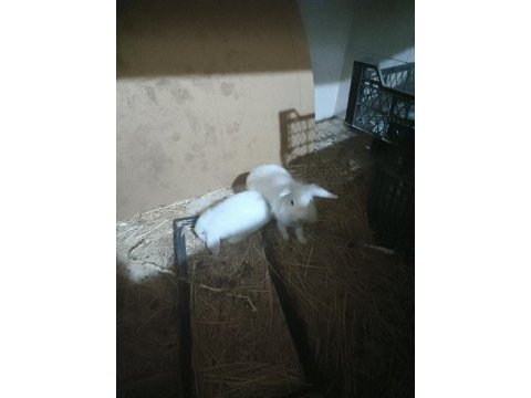Lop tavşanı