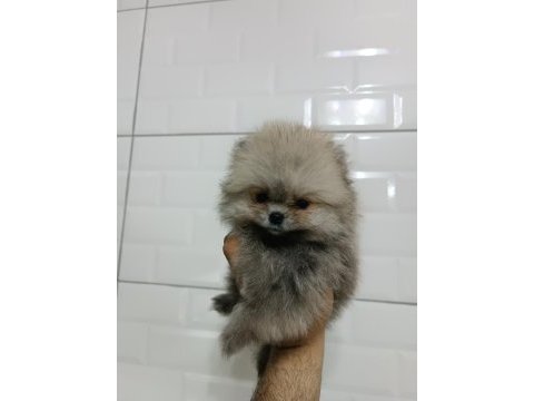 Pomeranian teddy bear