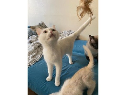 1 yaşında anne ve kızımız british shorthair
