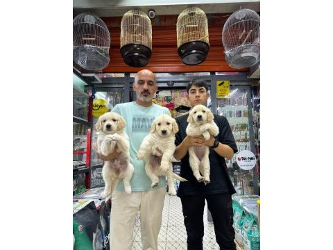 Orijinal baby face golden retriever yavrularımız