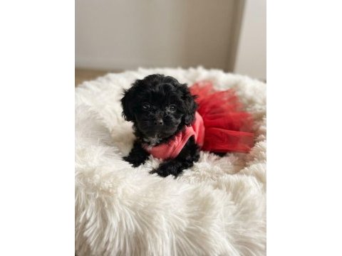 Özel renk black maltipoo kore yavrular