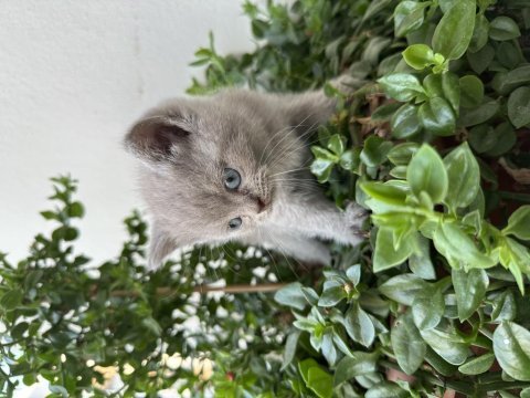 British shorthair 1.5 ay