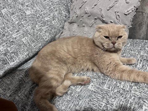 Ballı kedimiz ücretsiz sahiplendirilecektir